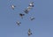 Flock of homing pigeon bird flying against clear blue sky