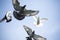 Flock of homing pigeon bird flying against clear blue sky