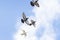 Flock of homing pigeon bird flying with freedom against cloudy sky