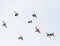 Flock of homing pigeon bird flying mid air
