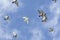 Flock of homing pigeon birds flying against blue sky
