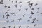 Flock of homing pigeon flying against cloud blue sky