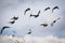 Flock of homing pigeon flying against cloudy sky