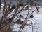 Flock of house sparrows Passer domesticus hiding among branches.