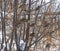 Flock of house sparrows Passer domesticus hiding among branches