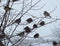Flock of house sparrows Passer domesticus hiding among branches.