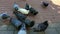 Flock of hungry street birds eat bread crumbs from the ground. Pigeons feed on the nature. Treat for birds during the cold season.