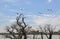 Flock of Ibises in Flight