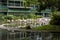 A flock of immature flamingos feeding in a pool at Jurong Bird Gardens in Singapore