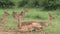 Flock of impala antelope