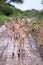 Flock of impala antelope