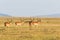 Flock of Impala antelope