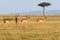 Flock of Impala antelope walking