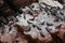 Flock of Inca tern Larosterna inca birds on the rock.