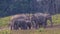 Flock of Indian Elephants in Prairie