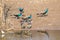 Flock of Indian Peafowl at Water Hole