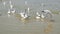 A flock of ivory gulls greedily eating pieces of bread on the shore of a salt lake