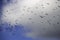 A flock of jackdaw (Corvus monedula) birds flying in front of a cloud