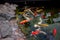 Flock of Japanese koi carp swim very close to the rocks to grab the food that floats on the surface of the pond