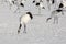 Flock of Japanese Red-Crowned Cranes Foraging