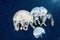 Flock of jellyfish among deep sea waters and bubbles, microcosm