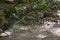 Flock of Jungle Babblers foraging the ground