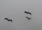 Flock of juvenile brown pelicans flying in formation in Hermosa Beach, California