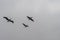 Flock of juvenile brown pelicans flying in formation in Hermosa Beach, California