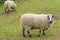 Flock of Kerry Hill sheep, is a breed of domestic sheep originating in the county of Powys in Wales