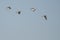 Flock of Killdeer Flying in a Blue Sky