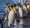 Flock of King penguin march along shoreline