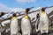 Flock of King penguins looking right