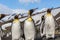 Flock of King penguins looking right in bright breeding plumage