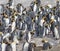 Flock of king penguins on St. Andrews Bay, South Georgia