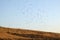 Flock of kites circling over a landfill