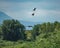 Flock of kites flying over a landscape with greenery