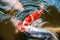 Flock of Koi fish (nishikigoi) scramble eating feed in pond