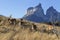 Flock of lama on flank of hill in Torres del Paine, Chile Patagonia