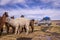 Flock of Lamas Alpacas in altiplano with 4x4
