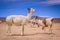 Flock of Lamas Alpacas in altiplano