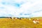 A flock of Lamas in the Atacama desert, South America, Chile. Copy space for text