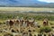 Flock of lamas in volcano isluga national park