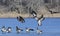 Flock of landing geese