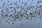 Flock of Lapwing in flight