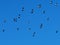Flock of lapwings in flight against a blue sky