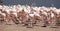 Flock of large flamingos is resting on rocky shore of lake.