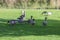 A flock of large geese, gray domestic geese