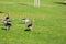 A flock of large geese, gray domestic geese