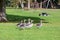 A flock of large geese, gray domestic geese