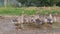 Flock of large grey geese, standing in puddle in village, flittering